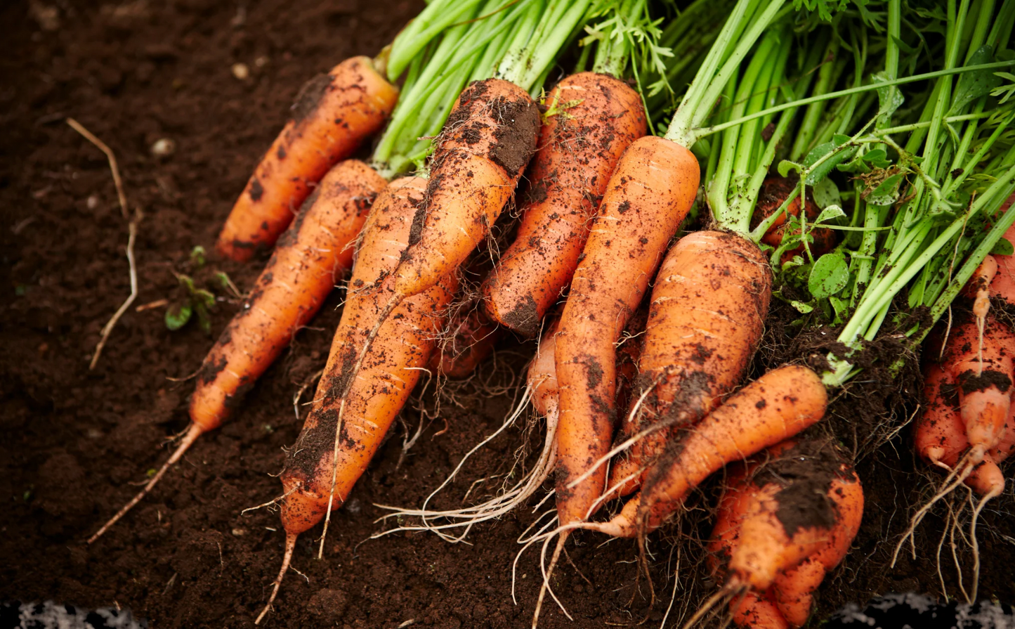 CSA Farm Share (Large)