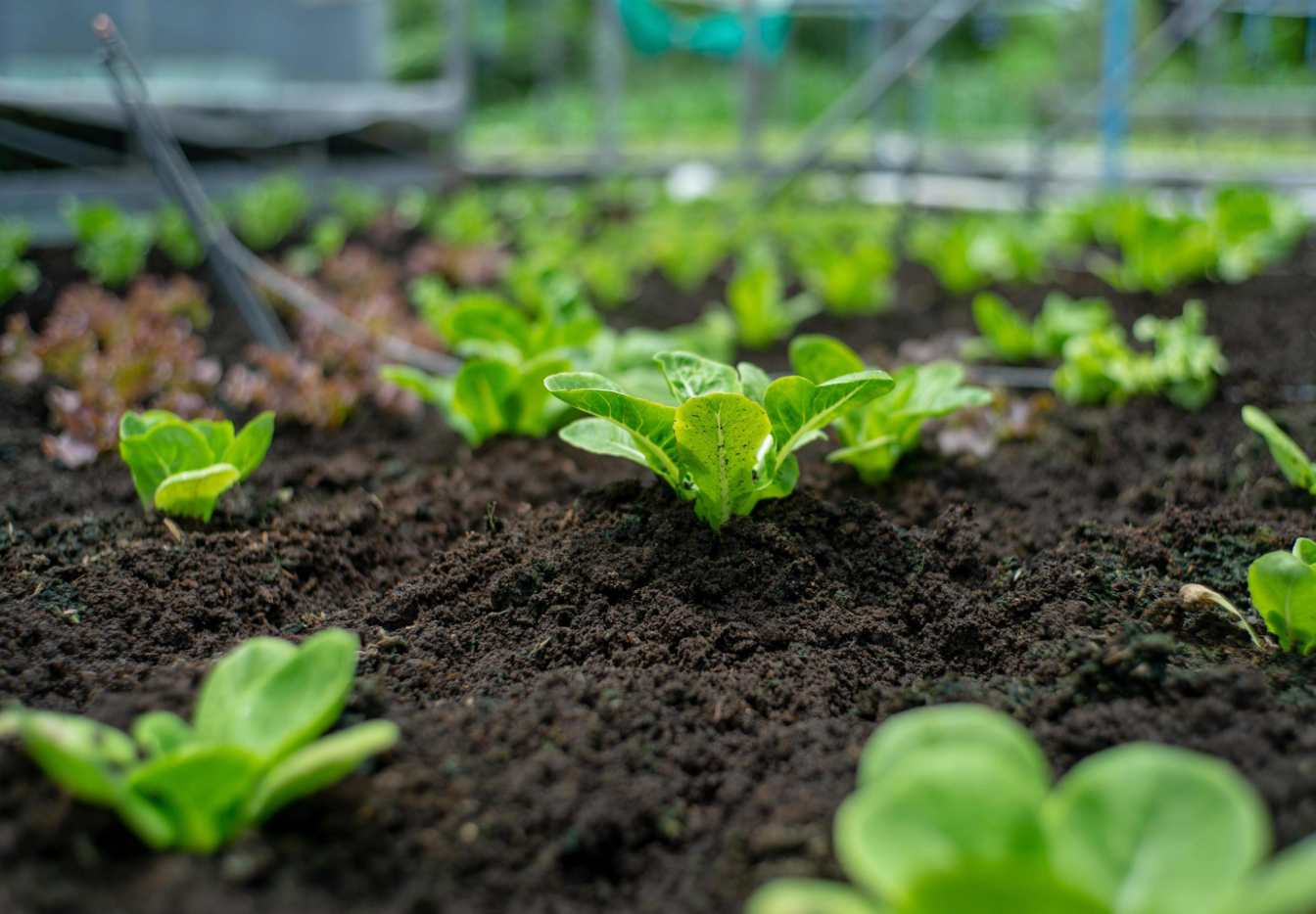 CSA Farm Share (Large)