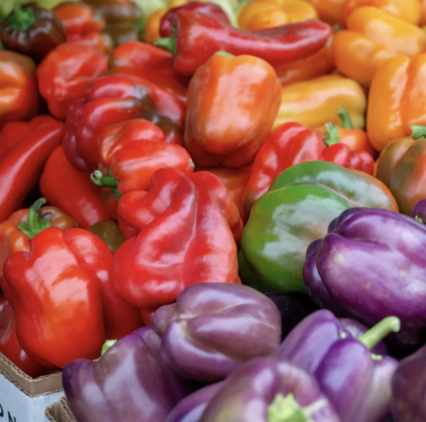 CSA Farm Share (Large)